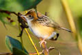 Golden-headed Cisticola Cisticola exilis equicaudatus