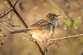 Golden-headed Cisticola Cisticola exilis equicaudatus