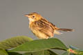 Golden-headed Cisticola Cisticola exilis equicaudatus