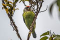 Golden-throated Barbet Psilopogon franklinii ramsayi