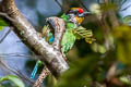 Golden-throated Barbet Psilopogon franklinii ramsayi