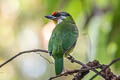 Golden-throated Barbet Psilopogon franklinii ramsayi