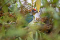 Golden-throated Barbet Psilopogon franklinii ramsayi