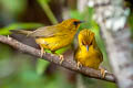 Golden Babbler Cyanoderma chrysaeum aurata