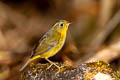 Golden Bush Robin Tarsiger chrysaeus chrysaeus