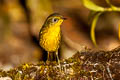 Golden Bush Robin Tarsiger chrysaeus chrysaeus