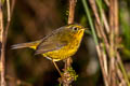 Golden Bush Robin Tarsiger chrysaeus chrysaeus