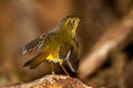 Golden Bush Robin Tarsiger chrysaeus chrysaeus