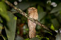 Gould's Frogmouth Batrachostomus stellatus