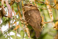 Gould's Frogmouth Batrachostomus stellatus