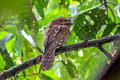 Gould's Frogmouth Batrachostomus stellatus