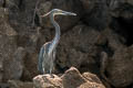 Great-billed Heron Ardea sumatrana