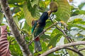 Great Barbet Psilopogon virens virens