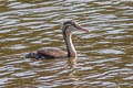 Great Crested Grebe Podiceps cristatus