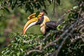 Great Hornbill Buceros bicornis