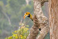 Great Hornbill Buceros bicornis