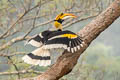 Great Hornbill Buceros bicornis