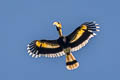 Great Hornbill Buceros bicornis