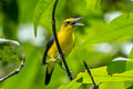 Great Iora Aegithina lafresnayei lafresnayei