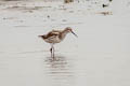 Great Knot Calidris tenuirostris