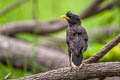 Great Myna Acridotheres grandis (White-vented Myna)