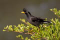 Great Myna Acridotheres grandis (White-vented Myna)