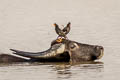 Great Myna Acridotheres grandis (White-vented Myna)