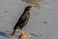 Great Myna Acridotheres grandis (White-vented Myna)