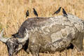 Great Myna Acridotheres grandis (White-vented Myna)