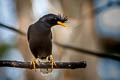 Great Myna Acridotheres grandis (White-vented Myna)