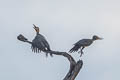 Great Slaty Woodpecker Mulleripicus pulverulentus harterti