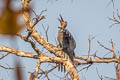 Great Slaty Woodpecker Mulleripicus pulverulentus harterti