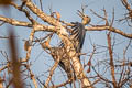Great Slaty Woodpecker Mulleripicus pulverulentus harterti