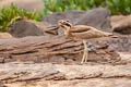 Great Stone-curlew Esacus recurvirostris (Great Thick-knee)