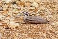 Great Stone-curlew Esacus recurvirostris (Great Thick-knee)