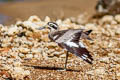Great Stone-curlew Esacus recurvirostris (Great Thick-knee)