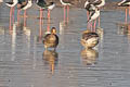 Greater White-fronted Goose Anser albifrons albifrons