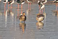 Greater White-fronted Goose Anser albifrons albifrons