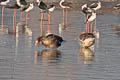 Greater White-fronted Goose Anser albifrons albifrons