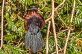 Greater Coucal Centropus sinensis intermedius