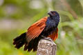 Greater Coucal Centropus sinensis intermedius