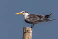 Greater Crested Tern Thalasseus bergii velox