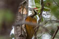 Greater Flameback Chrysocolaptes guttacristatus guttacristatus