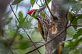 Greater Flameback Chrysocolaptes guttacristatus guttacristatus