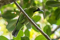 Greater Green Leafbird Chloropsis sonnerati zostrrops