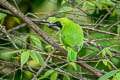 Greater Green Leafbird Chloropsis sonnerati zostrrops