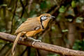 Greater Necklaced Laughingthrush Pterorhinus pectoralis subfuscus