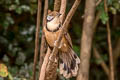 Greater Necklaced Laughingthrush Pterorhinus pectoralis subfuscus