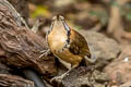 Greater Necklaced Laughingthrush Pterorhinus pectoralis subfuscus