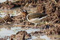 Greater Painted-snipe Rostratula benghalensis 